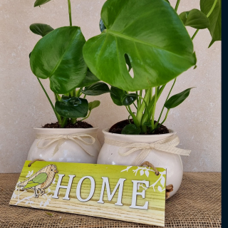 Monstera Deliciosa