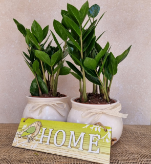 Zamioculcas